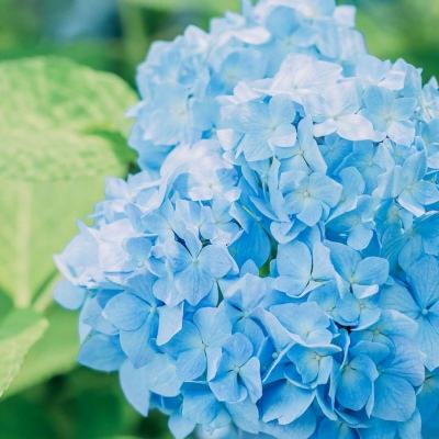 2023管家婆资料正版大全澳门下载手机版